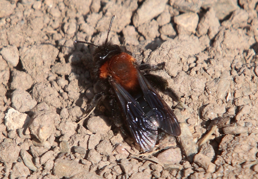 Imenottero da id: femmina di Andrena thoracica